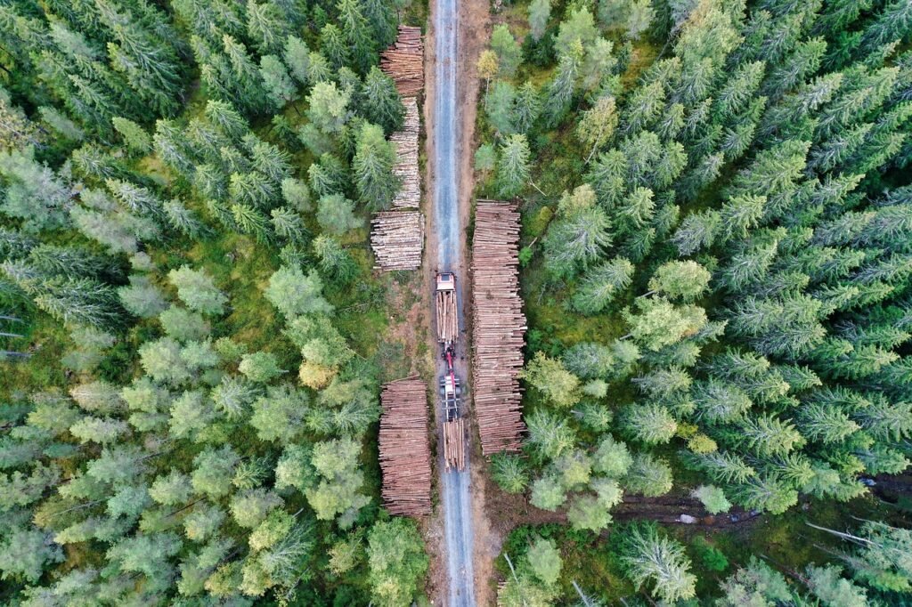 forest, spruce, logging, logging truck, transport, logs, woods, trees, nature, finland, logging, logging, logging, logging, logging, logging truck, logging truck, logging truck, finland, finland, finland